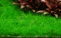 Preview: Eleocharis pusilla / Eleocharis acicularis -  Winzige Nadelsimse 'Mini' 1-2-Grow!
